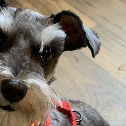 Miniature Schnauzers from Scamper Schnauzers