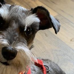 Miniature Schnauzers from Scamper Schnauzers