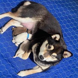 Sora - Cream male Shiba Inu puppy in Inverness, Florida from Shore Thing Shiba’s