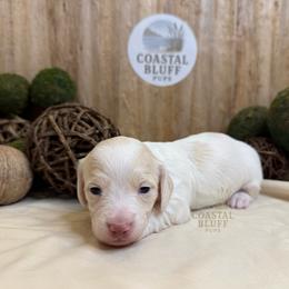 Girl 1 - Piebald female Dachshund puppy in Woodbine, Georgia from Coastal Bluff Pups