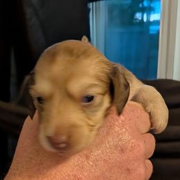 Mocha - Cream female Dachshund puppy in Kitty Hawk, North Carolina from Dare Devil Dachshunds
