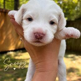 Snoopy - Chalk male Australian Labradoodle puppy in Covington, Louisiana from Cajun Land Doodles