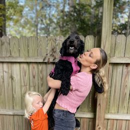Sage - Goldendoodle