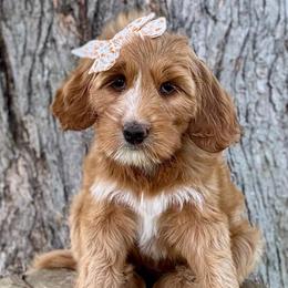 Big Mama - Red  female Goldendoodle puppy in Murfreesboro, Tennessee from Cherry Lane Farm Doodles