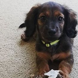 Dachshunds from Cantrell Pups