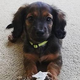 Dachshunds from Cantrell Pups