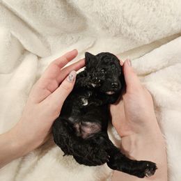 Poodle Puppies from Pure Parti Poodles