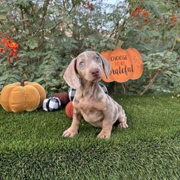 Dachshund and French Bulldog Puppies from AZ Royal Doxies llc