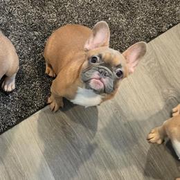 Juniper - Fawn and white female French Bulldog puppy in Washington from Pawcific Coast Bullies