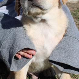 Beagle and Labrador Retriever Puppies from Badland Kennel