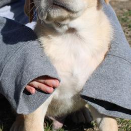 Beagle and Labrador Retriever Puppies from Badland Kennel