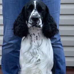 Han Solo  - English Springer Spaniel