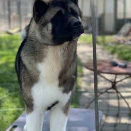 Chevy - Akita