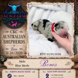 Bones - Blue merle male Australian Shepherd puppy in Citra, Florida from AEW Farm