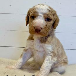 Snickerdoodle - Parti female Goldendoodle puppy in Taylorsville, North Carolina from Doggone Dixie Doodles