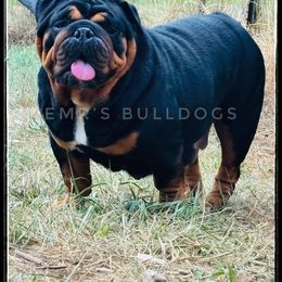 Luna - Bulldog
