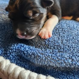 Argo - Black and white male Border Collie puppy in New Oxford, Pennsylvania from The Weekend Farm