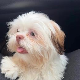 Marshmellow - Liver male Shih Tzu puppy in Stafford, Virginia from Bayview Pups