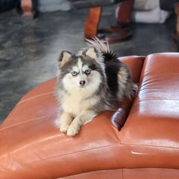 Derby - Pomsky