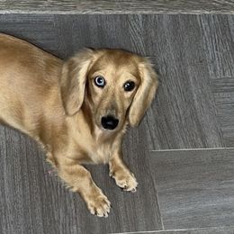 Poppy - Dachshund