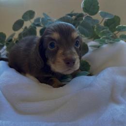 Canyon - Chocolate and cream male Dachshund puppy in San Diego, California from Enchanted little dachshunds