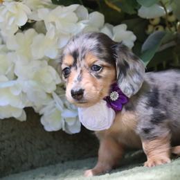 Raspberry - Dapple female Dachshund puppy in Woodbine, Georgia from Walker's Minidachs