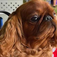 English Toy Spaniels from Darrell's English Toy Spaniels