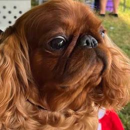 English Toy Spaniels from Darrell's English Toy Spaniels