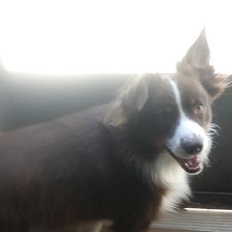 Shiloh - Australian Shepherd