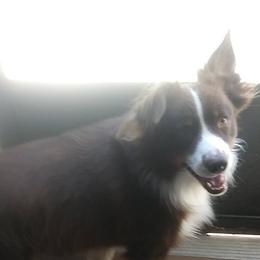 Shiloh - Australian Shepherd