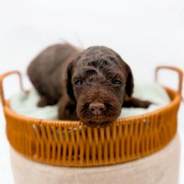 Pisgah - Chocolate female Goldendoodle puppy in North Carolina from Tuxedo Mountain Doodles