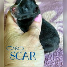SCAR - Black male Pomeranian puppy in Willis, Texas from Treasured Jewels Pomeranians