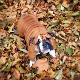 English Bulldog Puppies from LydyBug Bulldogs