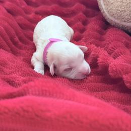 Oz - Apricot male Cavapoo puppy in Chino, California from Coopers Lane Puppies
