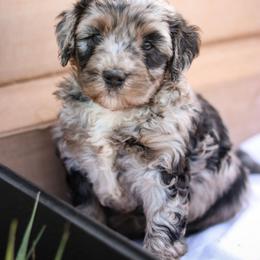 Swagger - male Australian Mountain Doodle puppy in Crete, Nebraska from Doodles & Co