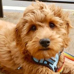 Goldendoodles and Poodles from Blue Mountain Family Doodles of Virginia