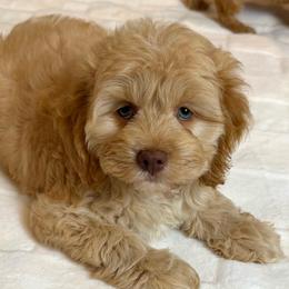 Zeke - Red and white male Cockapoo puppy in Queens, New York from The 2 Musketeers_Cockapoos