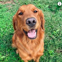 Ruthie - Golden Retriever