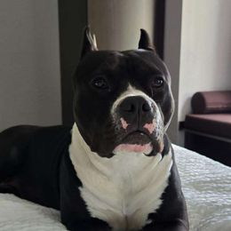 American Bully puppies from Blue Fury's