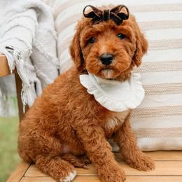 Marfa - Red  female Goldendoodle puppy in Iola, Texas from Supreme Doodles of Texas