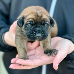 Rosalina - Apricot female Mastiff puppy in Wewoka, Oklahoma from P Diamond Mastiffs