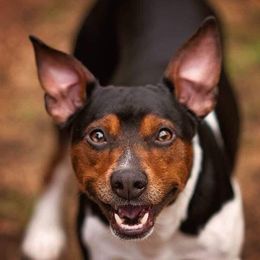 Dylan - Rat Terrier