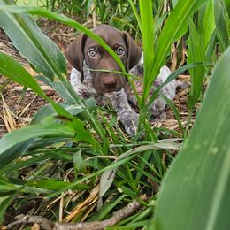 German Shorthaired Pointer Puppies from Tipsy Rabbit GSP TopDog Kennel
