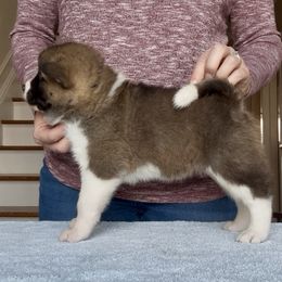 Girl 4 - Red female Akita puppy in Coopersburg, Pennsylvania from Main Street Akitas