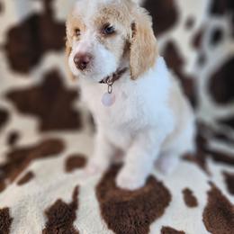 Dexter - Parti male Poodle puppy in Mcbain, Michigan from Northern Creek