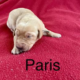Paris - Yellow female Labrador Retriever puppy in Mineral, Virginia from Canine Assist