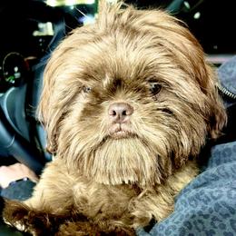 Timber - Shih Tzu