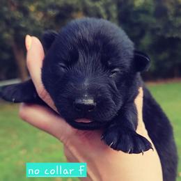 No collar - Black female German Shepherd puppy in Dexter, Missouri from Vom Morris Haus German Shepherds