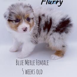 Flurry - Blue merle female Australian Shepherd puppy in Greeneville, Tennessee from Storm Shine Australian Shepherds