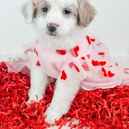 Marge - Yellow and white female Bernedoodle puppy in Otisville, Michigan from Danie’s Darling Doodles LLC